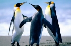 penguins
