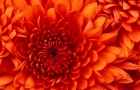 chrysanthemum