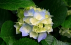 hydrangeas